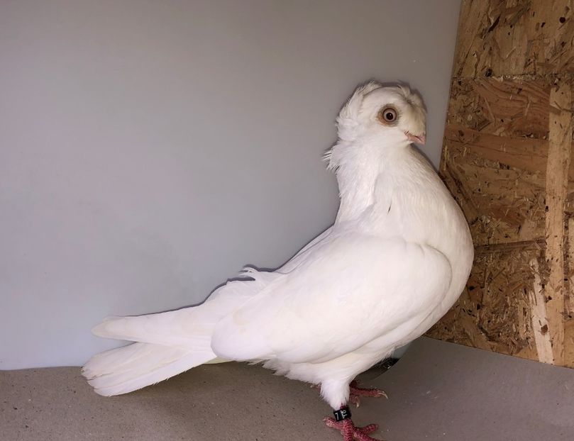 femelă  2012 - Plecați ALBUM 4