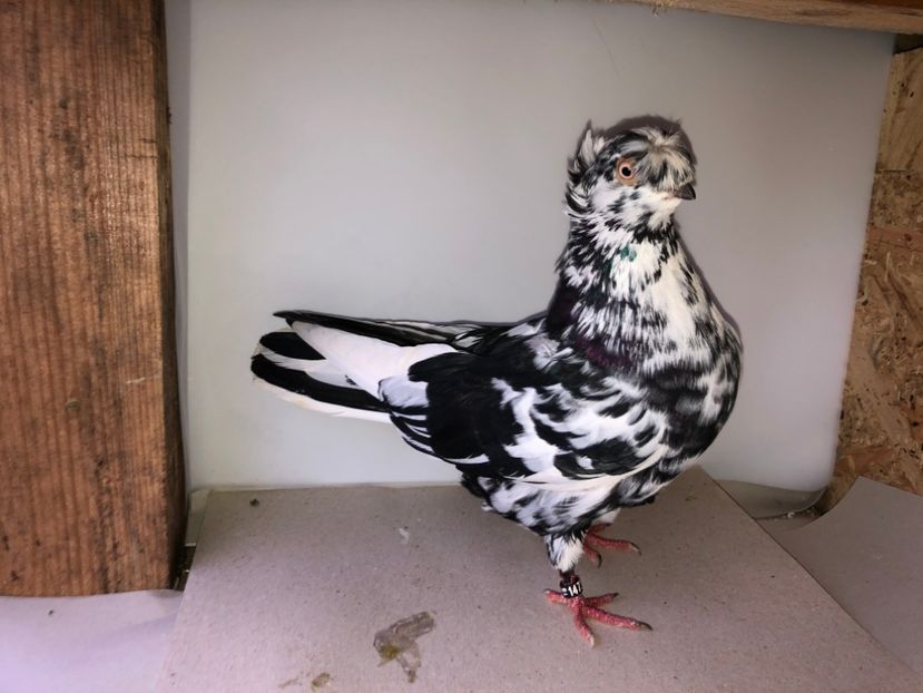 14735  femelă  2016 - Plecați ALBUM 2