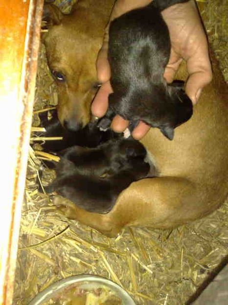 3 din 4 sant disponibili - Caini de sobolani-dihori-paza