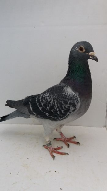 F 2015 Ukraine - Por king