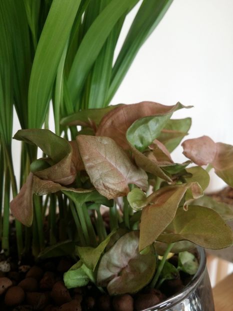 syngonium pink+ areca - plantutele mele