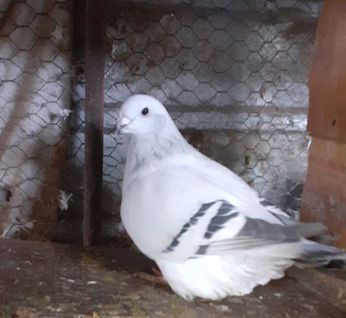  - Tineret 2019