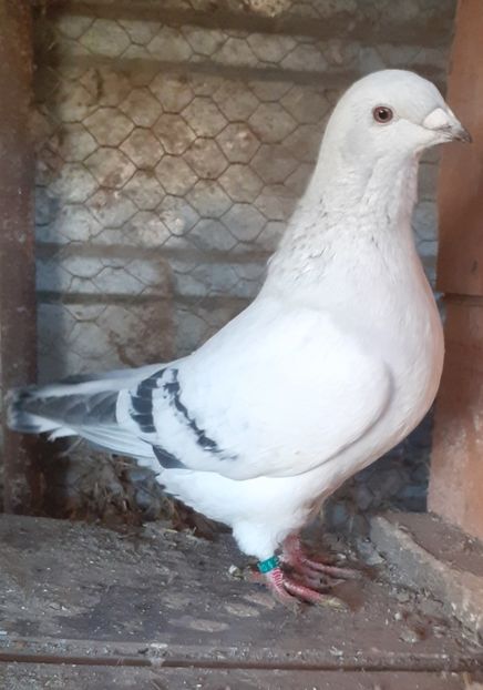  - Tineret 2019