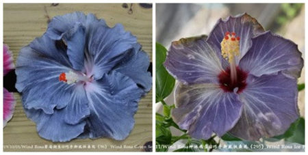 rez 61. WIND ROSA GREEN SEA TIDE X WIND ROSA ICE FLYING SNOW - Seminte Taiwan rezervat