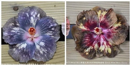 108. Wind Rosa Little Phaseless x Wind Rosa Change Of The Idol - Seminte Taiwan rezervat