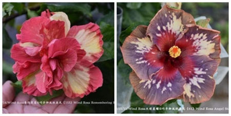 129.Wind Rosa Remembering Furong X Wind Rosa Angel Starshine - Seminte Taiwan rezervat