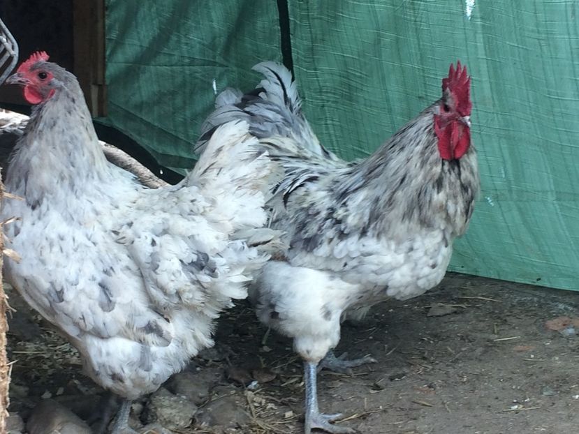  - d- Australorp 2020