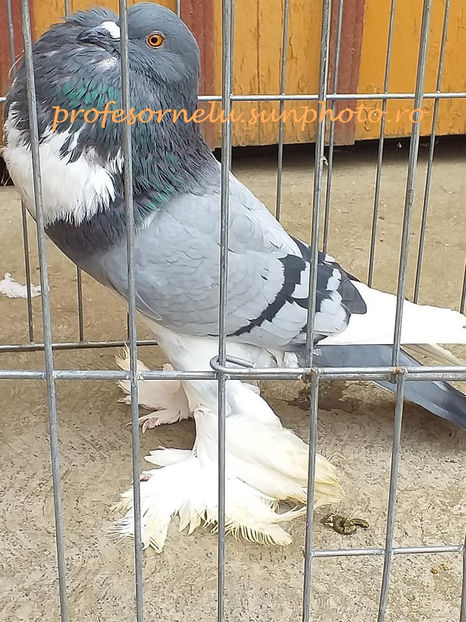 vândută la Lunca(AB) - Porumbei VÂNDUȚI