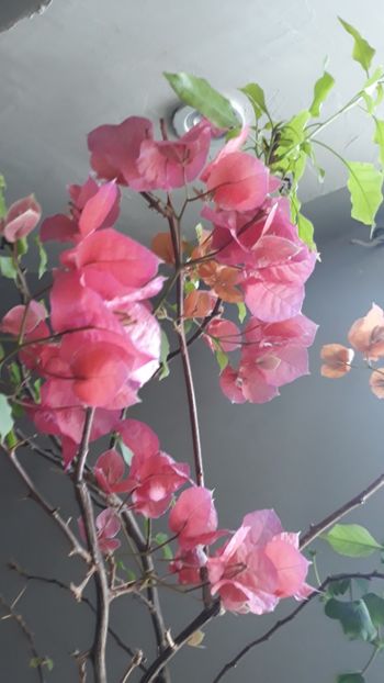  - Bougainvillea 2019-2020