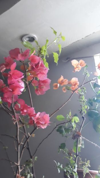 - Bougainvillea 2019-2020