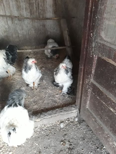  - Matca brahma herminat deschis 2020