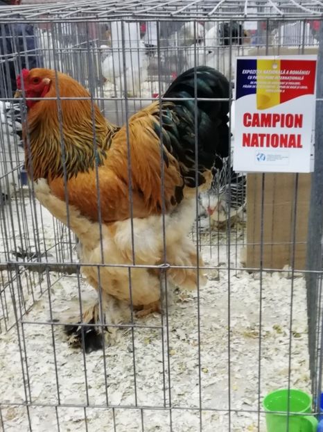  - Brahma Columbia Galben-Negru 2019-2020