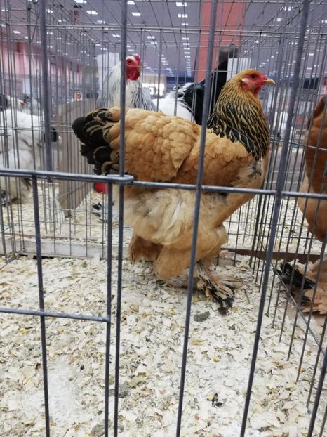  - Brahma Columbia Galben-Negru 2019-2020