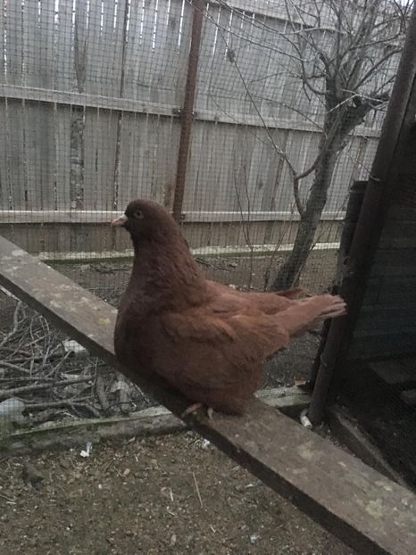 8FB3CB5D-2AF8-43F9-9E16-8F770F41B30B - Ornament