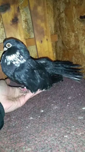  - Negrii trenati de Bucuresti 2019