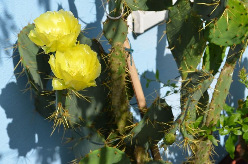  - suculente si cactusi