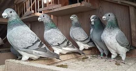  - NU AMI APARTIN 2020