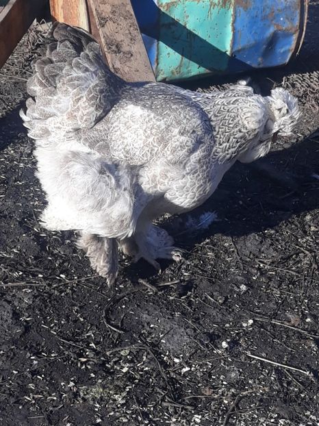  - Gaini motate barboase