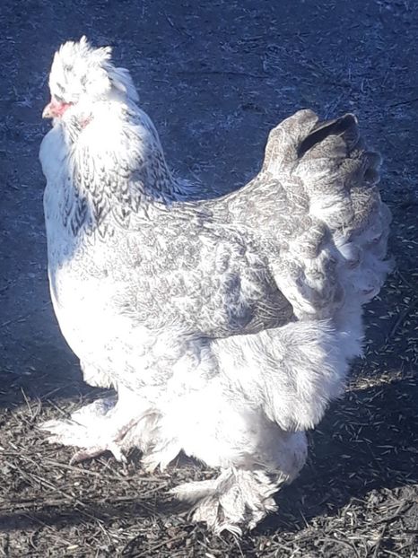  - Gaini motate barboase