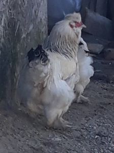  - Gaini motate barboase