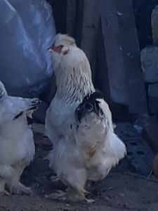  - Gaini motate barboase