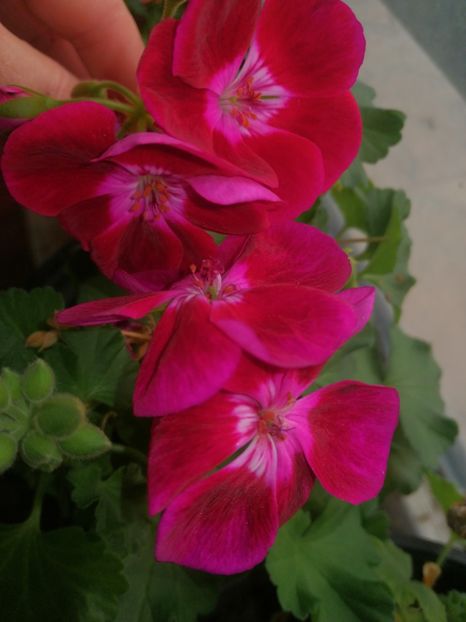  - Ianuarie _februarie 2020-2022