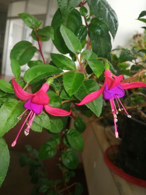 Fuchsia - Ianuarie _februarie 2020-2022