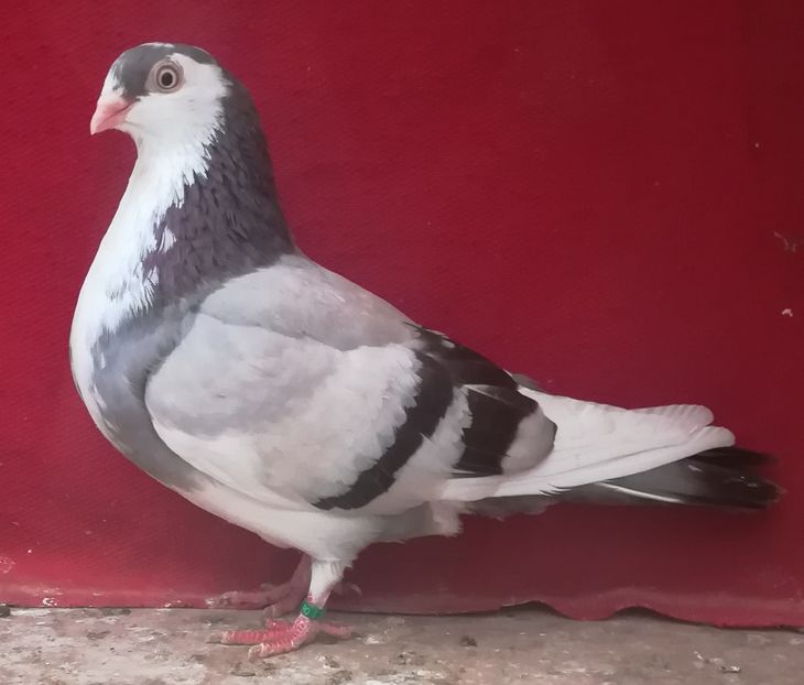  - Albastru diluat