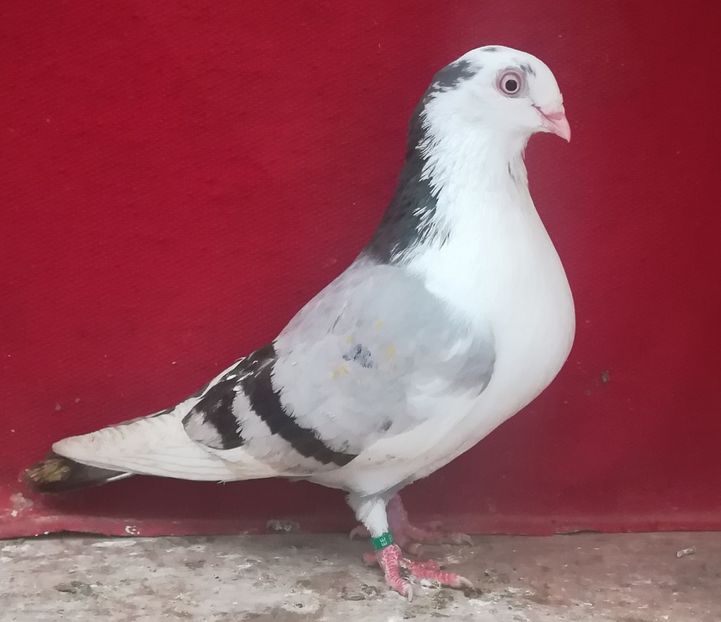  - Albastru diluat