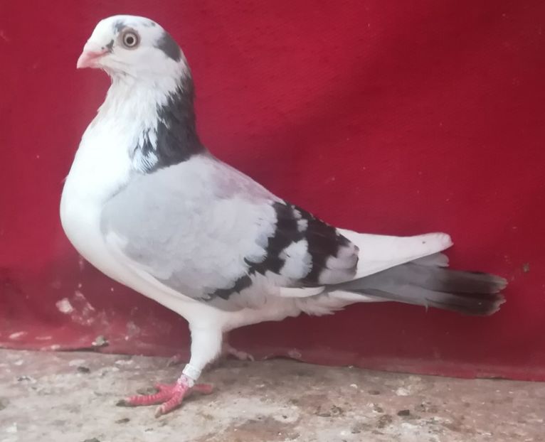  - Albastru diluat