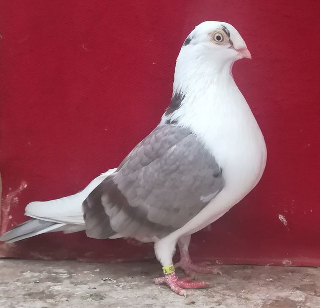  - Albastru diluat