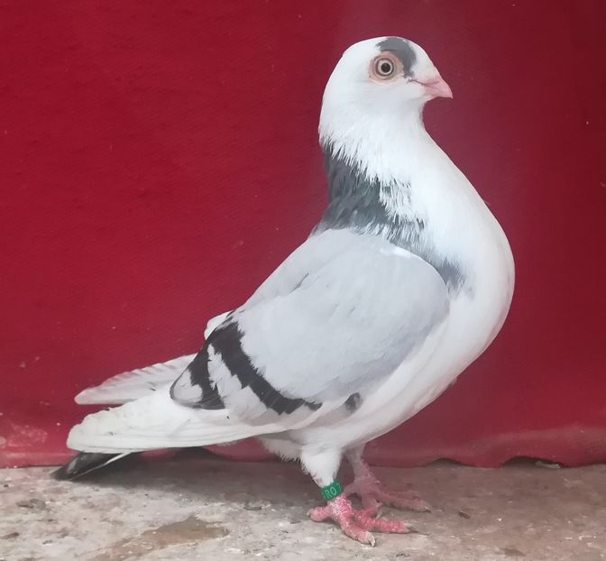  - Albastru diluat