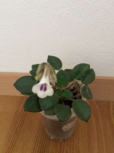 22.01.2020 - Chirita Tamiana