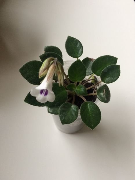 22.01.2020 - Chirita Tamiana