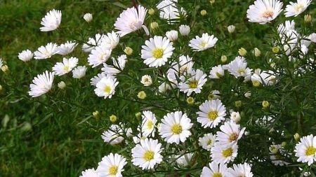 aster ageratoides starshine 12 - noutati dianadia ian2020