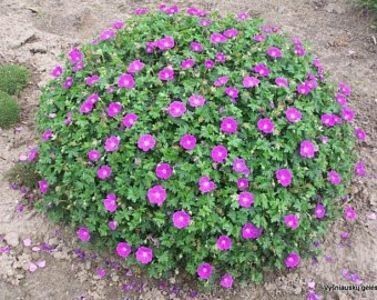 geranium sanguineum compactum 12 - noutati dianadia ian2020