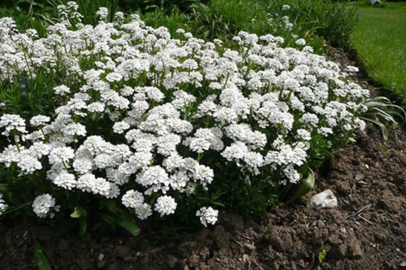 iberis-sempervirens- 8 - noutati dianadia ian2020