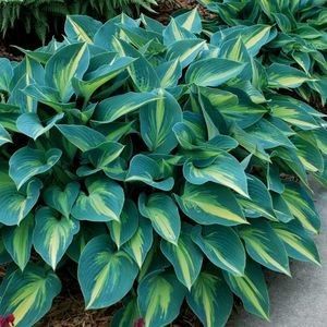 hosta june 20 - noutati dianadia ian2020