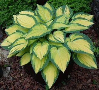 hosta orange-marmalade-20 - noutati dianadia ian2020