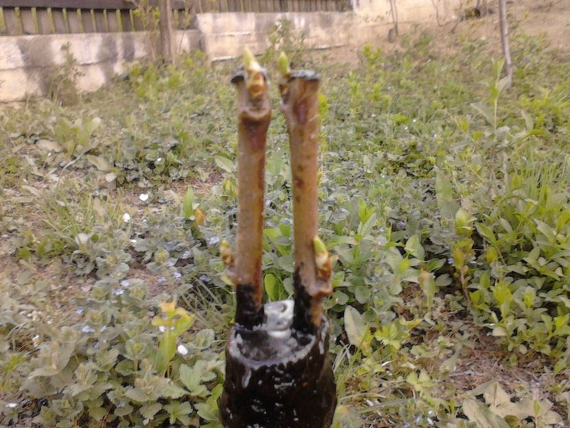  - altoirea in despicatura