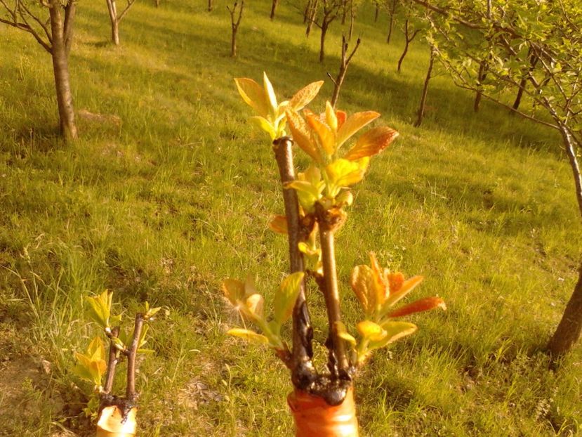  - altoirea in despicatura