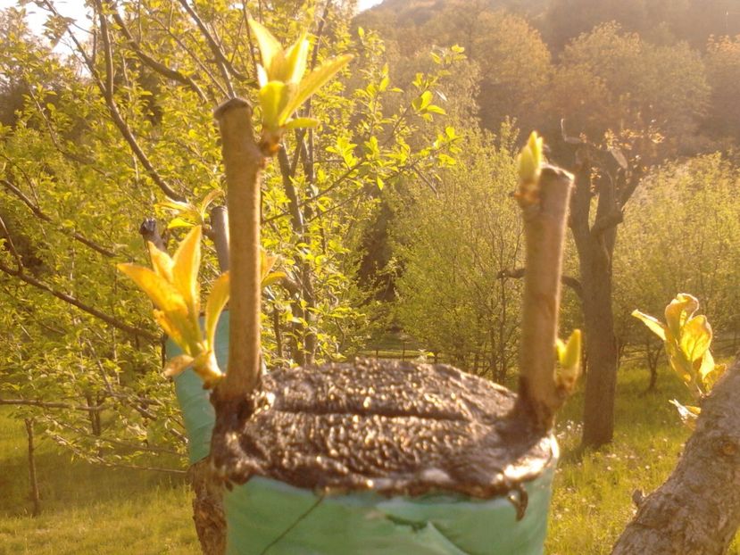  - altoirea in despicatura