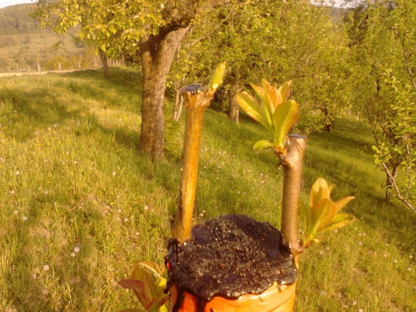  - altoirea in despicatura