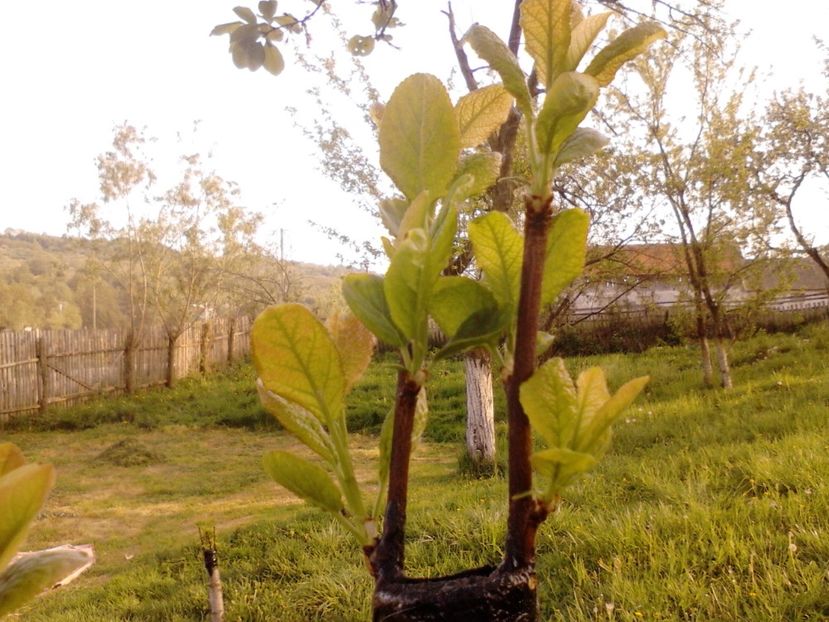  - altoirea in despicatura