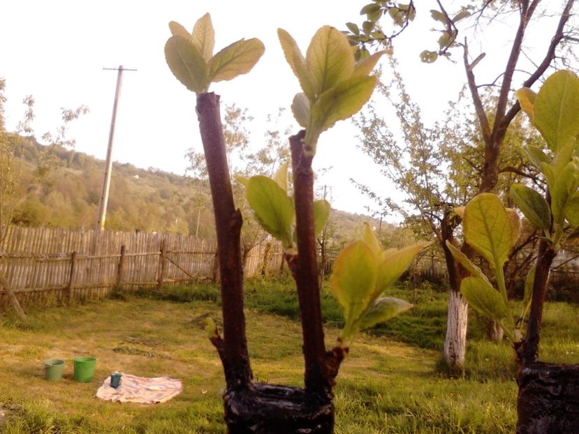  - altoirea in despicatura