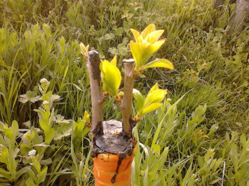  - altoirea in despicatura