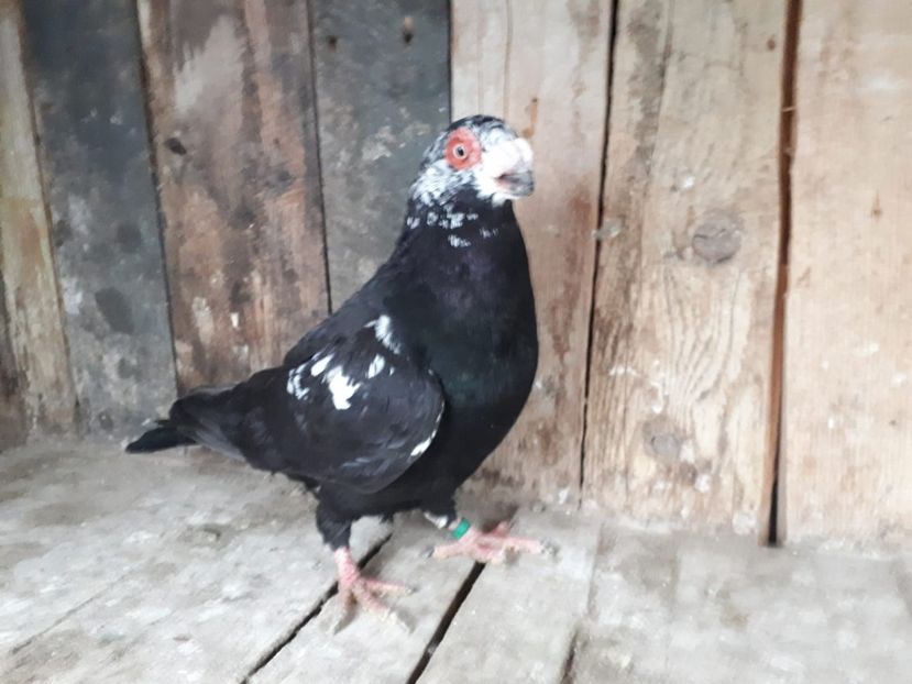 Achizîție recentă,m 19 - Indian german 2020