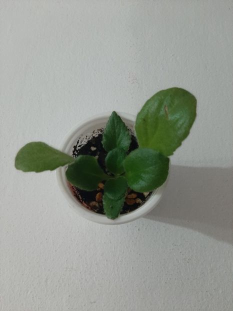  - violete gabigligor