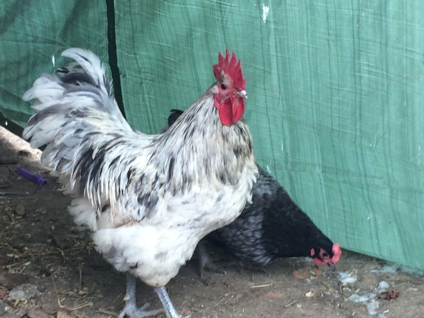  - d- Australorp 2020