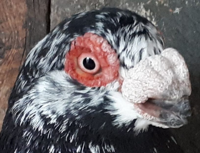  - Indian german 2020